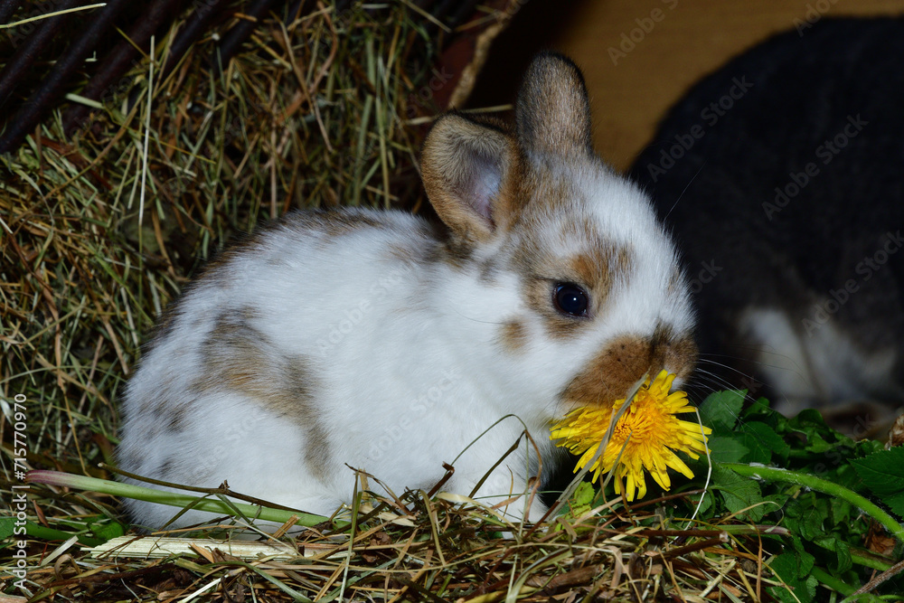 Domestic rabbit mother with small bunny eating grass in the nest