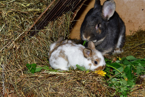 Obraz na płótnie Domestic rabbit mother with small bunny eating grass in the nest w salonie