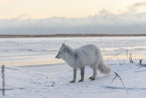 Arctic fox  Vulpes Lagopus  in winter time in Siberian tundra