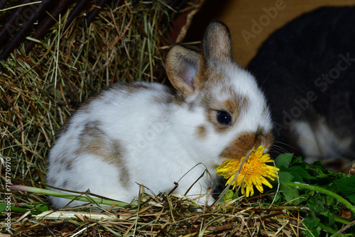 Domestic rabbit mother with small bunny eating grass in the nest