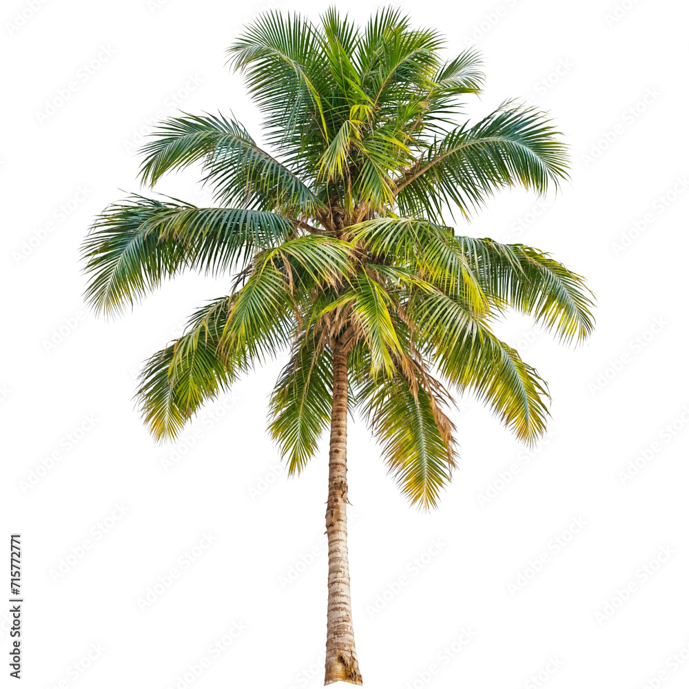 Fototapeta premium PNG Palm Tree or Coconut Trees transparent background