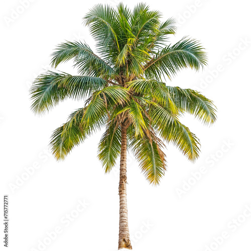 PNG Palm Tree or Coconut Trees transparent background