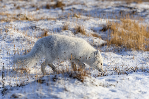 Arctic fox (Vulpes Lagopus) in wilde tundra. Arctic fox on the beach. © Alexey Seafarer