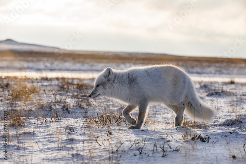 Arctic fox (Vulpes Lagopus) in wilde tundra. Arctic fox on the beach.