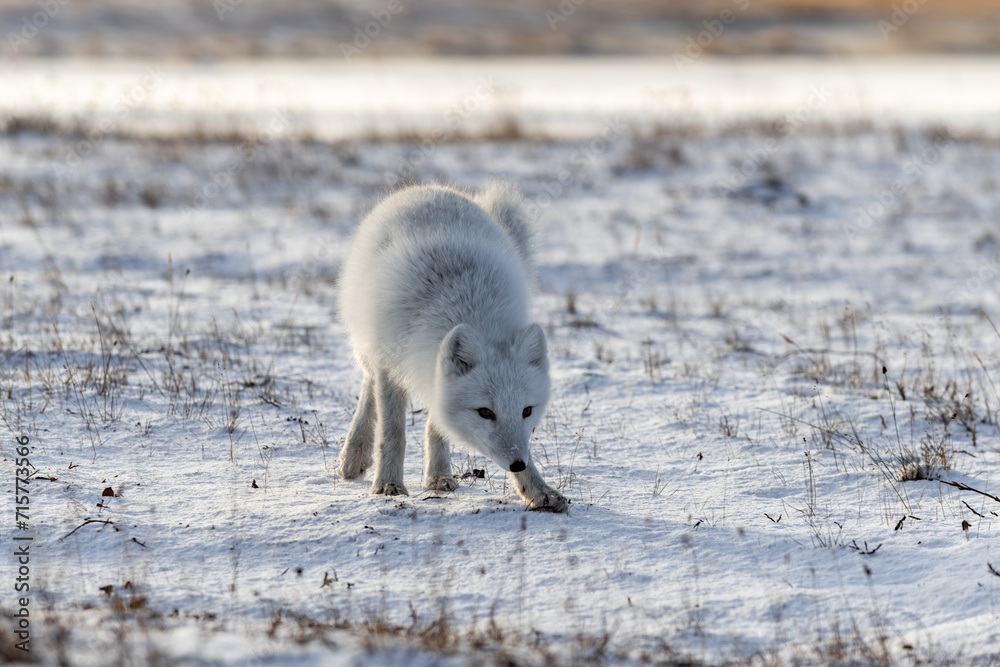 Arctic fox (Vulpes Lagopus) in winter time in Siberian tundra Arctic fox (Vulpes Lagopus) in winter time in Siberian tundra