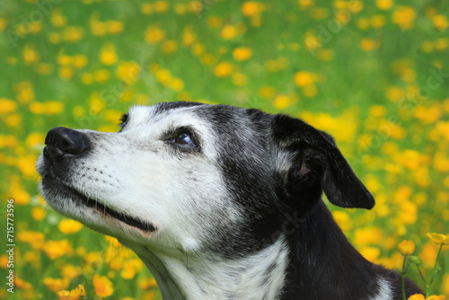 Älterer Hund in gelber Blumenwiese