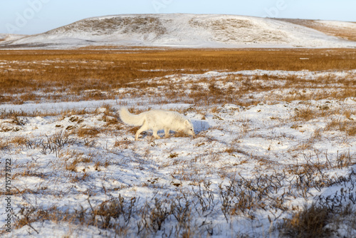 Arctic fox (Vulpes Lagopus) in winter time in Siberian tundra