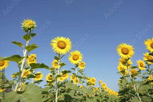 Yellow Sunflower in the flower field