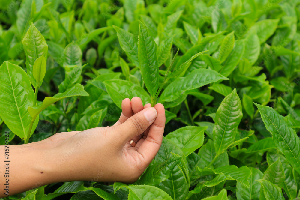 Women hand picking up tea leaves at the tea plantation in Wonosobo, Indonesia. Women hand picking up tea leaves at the tea plantation in Wonosobo, Indonesia.
