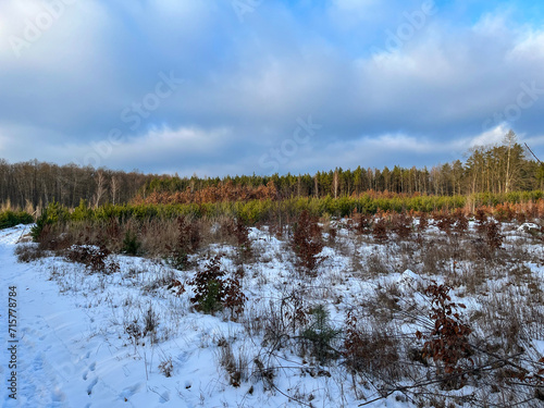 Beautiful winter forest landscape. Snow. Trees. Winter sky.