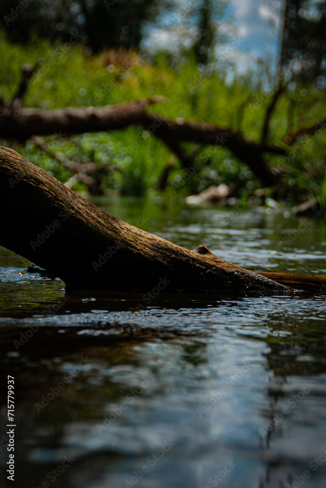 Powalone drzewo w rzece