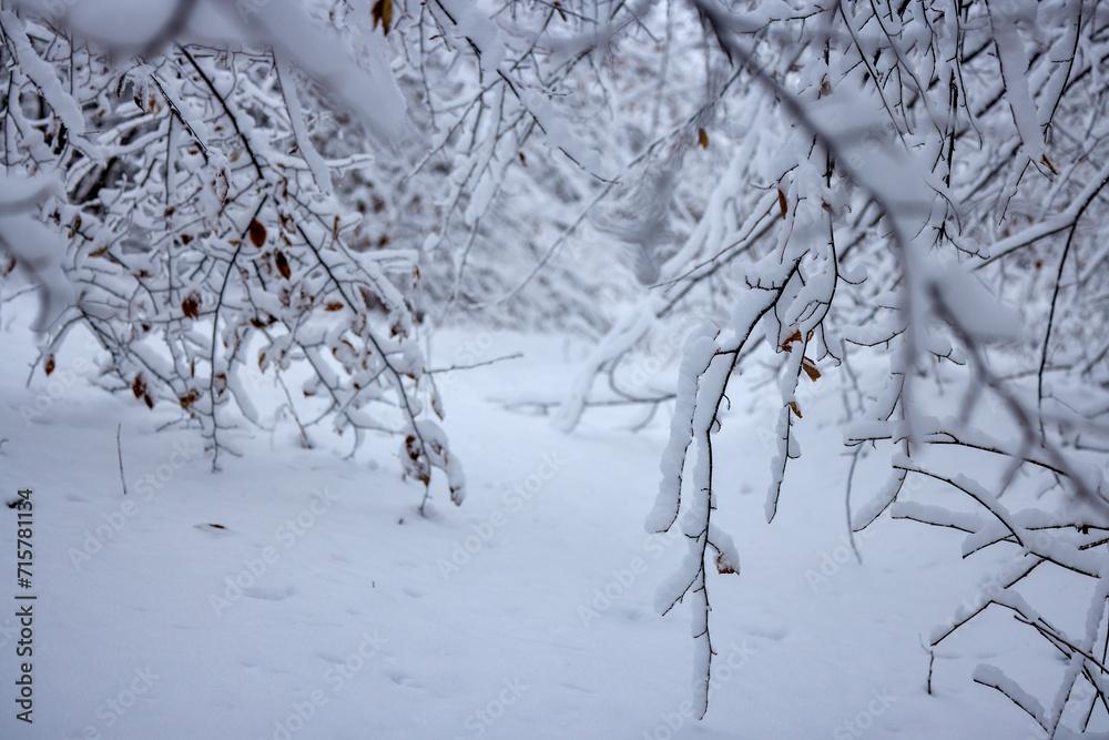 beautiful winter landscape with tree branches with snow. beautiful winter landscape with tree branches with snow.