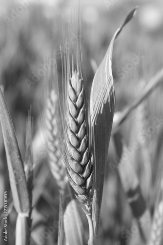 Espiga de trigo blanco y negro photo