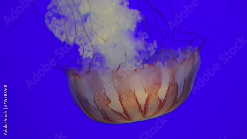 Close-up footage of a Medusa jellyfish gracefully floating in an aquarium, showcasing its ethereal beauty and delicate movements