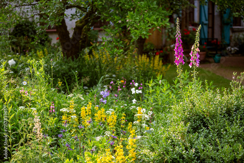 Flowers of common foxglove, Digitalis purpurea, and other flowers in a front garden