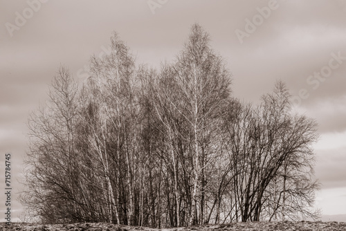 Fine Art Nature decoration - silhouettes of winter bare trees on the hill at dusk with modern sepia color gradation.