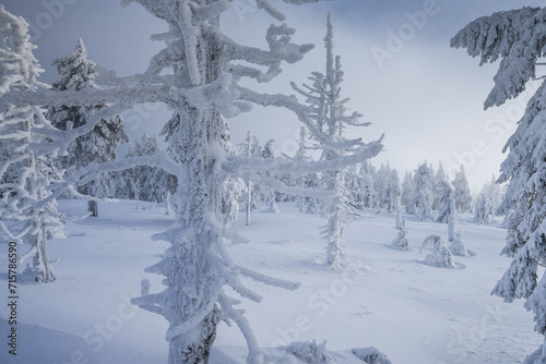 Wallpaper Mural Winter landscapes in the Czech Jeseniky Mountains. Snow and ice created fairy-tale views. The mountains look beautiful this time of year. Torontodigital.ca