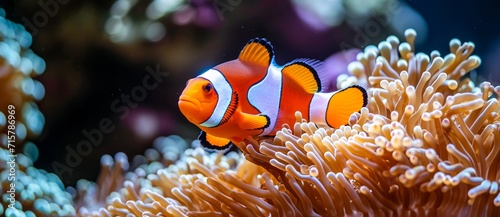 Amidst the vibrant colors of the coral reef, a playful clownfish seeks refuge and protection in the swaying arms of a majestic sea anemone