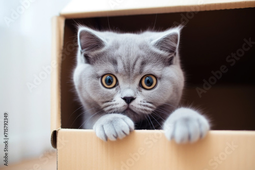 Cute and adorable grey cat peeking out from a box