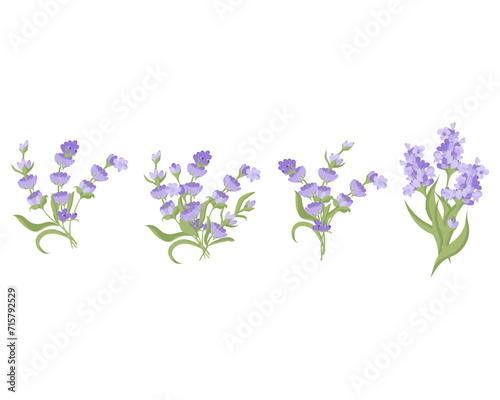 Set of bouquets of lavender flowers. Vector illustration isolated on white background. Vector illustration