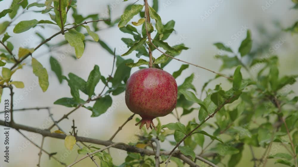 Bright red pomegranate hanging on a tree. Close-up of a pomegranate. 4K. Bright red pomegranate hanging on a tree. Close-up of a pomegranate. 4K.
