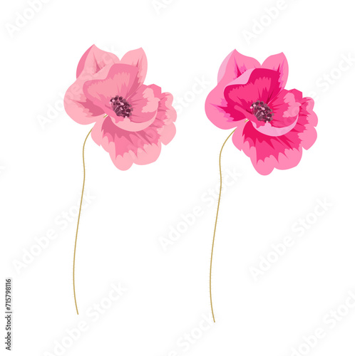 Bright poppy flowers on a stem, background and pattern
