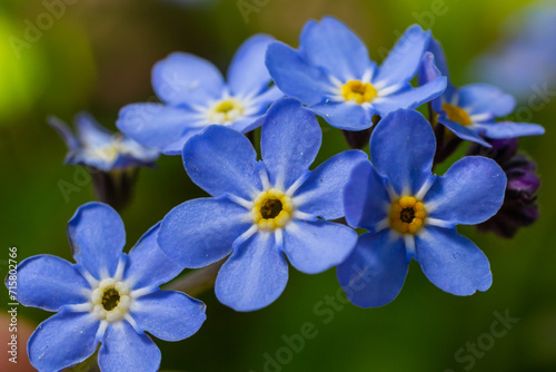Blue little forget me not flowers on a green background on a sunny day in springtime macro photography. Blooming Myosotis wildflowers with blue petals on a summer day close-up photo