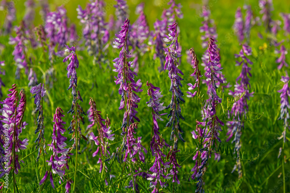 Vetch, vicia cracca valuable honey plant, fodder, and medicinal plant ...