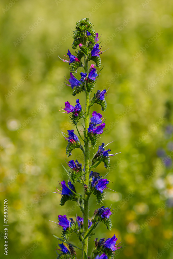Obraz premium Viper's bugloss or blueweed Echium vulgare flowering in meadow on the natural green blue background. Macro. Selective focus. Front view