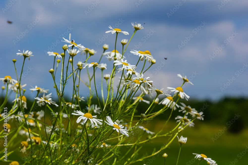Tripleurospermum inodorum, wild chamomile, mayweed, false chamomile