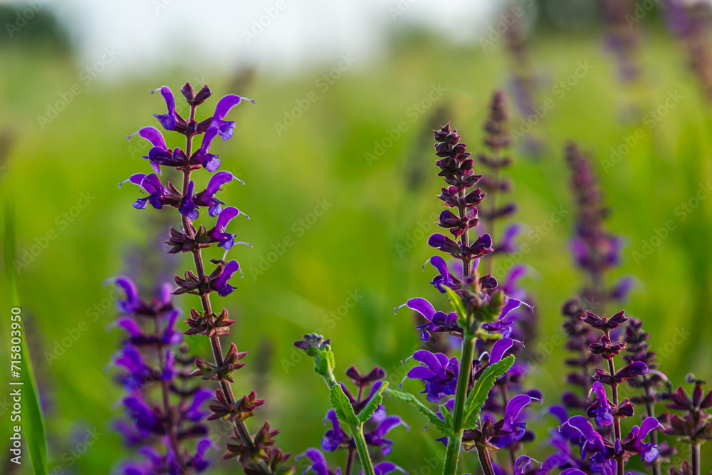 Flowers of the forest sage, Salvia nemorosa, close-up. Background of Salvia nemorosa, a salvia with beautiful purple flowers. Purple flowers of oak sage Flowers of the forest sage, Salvia nemorosa, close-up. Background of Salvia nemorosa, a salvia with beautiful purple flowers. Purple flowers of oak sage