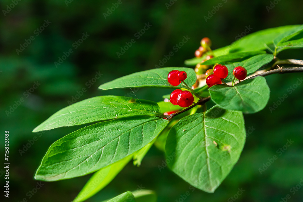 Festive Holiday Honeysuckle Branch with Red Berries Lonicera xylosteum Festive Holiday Honeysuckle Branch with Red Berries Lonicera xylosteum