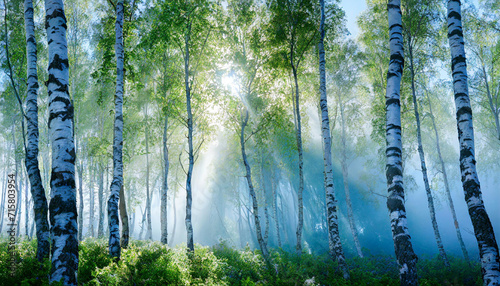 Wiosenny brzozowy las o świcie, we mgle, obraz dekoracja, generative ai