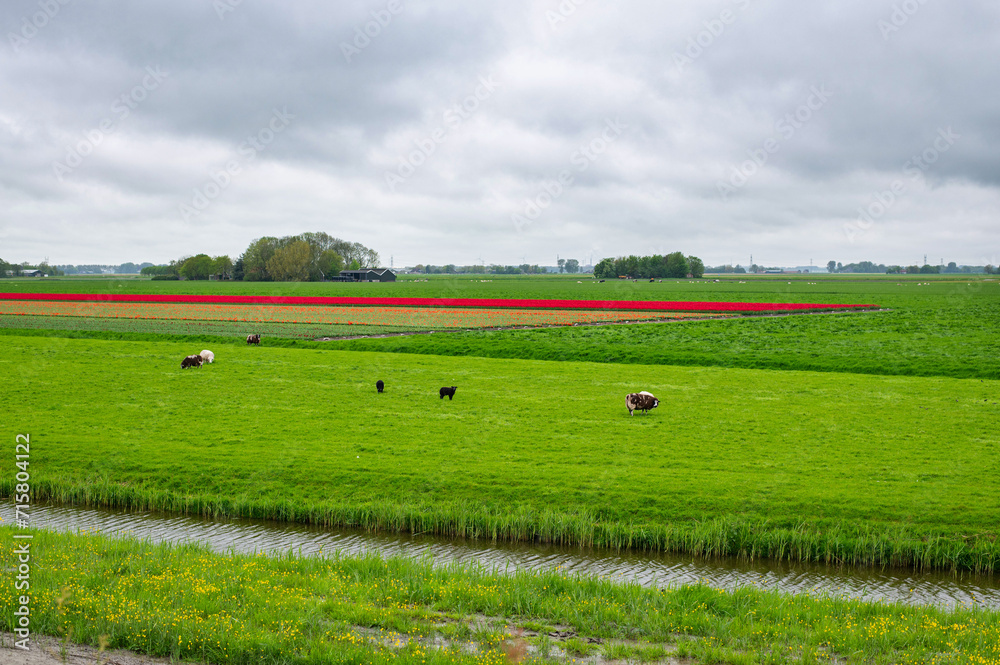 Field with grazing sheep and canal. Tulip fields in May. Spring in the Netherlands. Red tulip field.