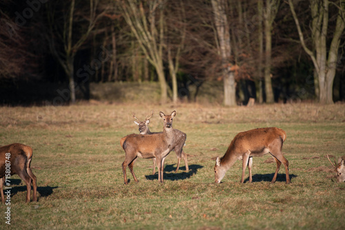 Ripon, North Yorkshire, 15th January 2024. Wild Deer roam free in Studley Royal Dear Park on a crisp January morning..