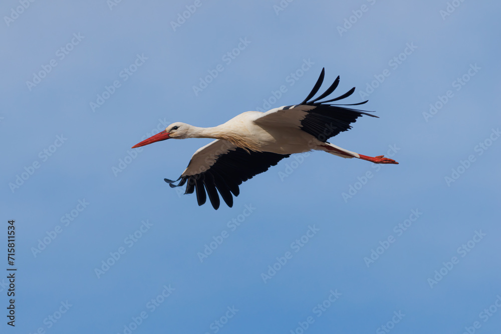 Fototapeta premium CUGÜEÑA BLANCA CICONIA CICONIA