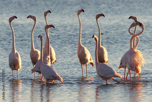 GRUPO DE FLAMENCOS PHOENICOPTERUS POSADOS EN EL AGUA DEL MAR EN EL DELTA DEL EBRO