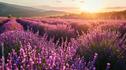 Beautiful bright lavender fields at sunset. Created with Generative Ai technology. © Viktor