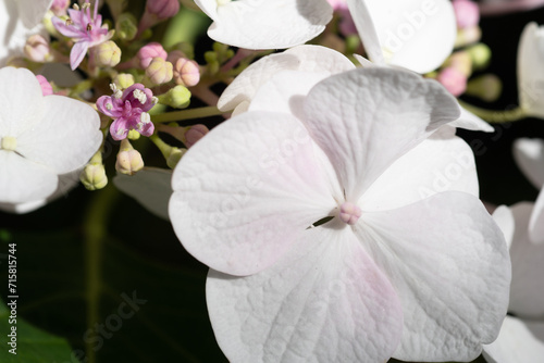 beautiful  blossom of white  hydrangea with pink blush and another variouse pink flowers  at summer day.  macro shot photo