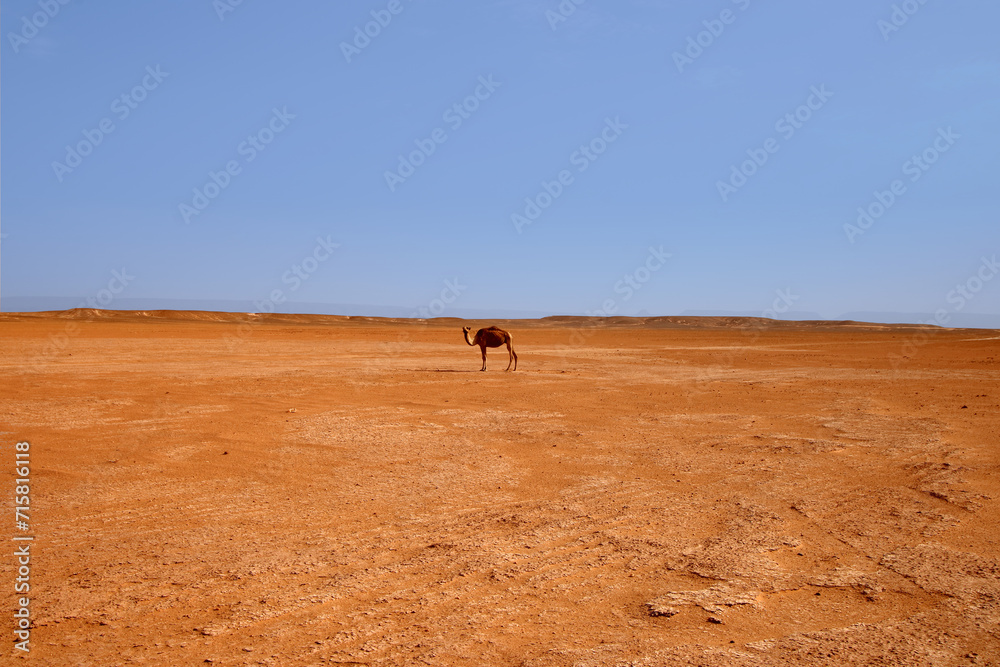 The Sahara desert landscape in Morocco between M'Hamid El Ghizlane and Erg Chigaga The Sahara desert landscape in Morocco between M'Hamid El Ghizlane and Erg Chigaga