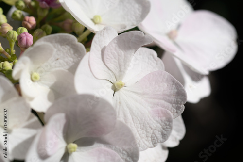 beautiful  blossom of white  hydrangea with pink blush and another variouse pink flowers  at summer day.  macro shot