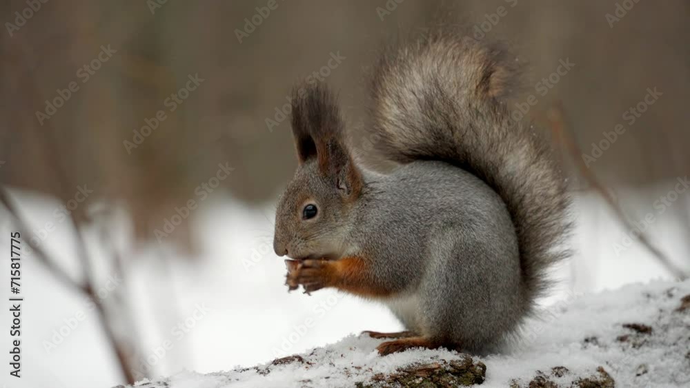 Side view of a fluffy beautiful squirrel sitting on the trunk of a fallen tree and eating a nut. A curious hungry squirrel holds a nut in its paws and gnaws on it, chewing it thoroughly. Side view of a fluffy beautiful squirrel sitting on the trunk of a fallen tree and eating a nut. A curious hungry squirrel holds a nut in its paws and gnaws on it, chewing it thoroughly.