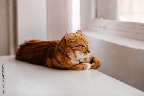 A cute red, fluffy cat sits on a white floor. A red cat sits on the floor with a heart on his neck.The red cat is lying on the table against the window, basking in the sun