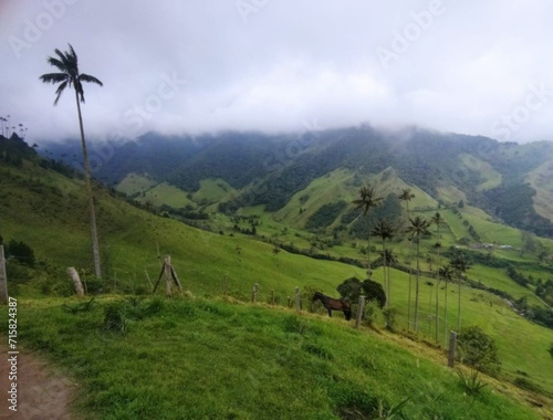 Fotomural Paisaje Valle del Cocora, Colombia