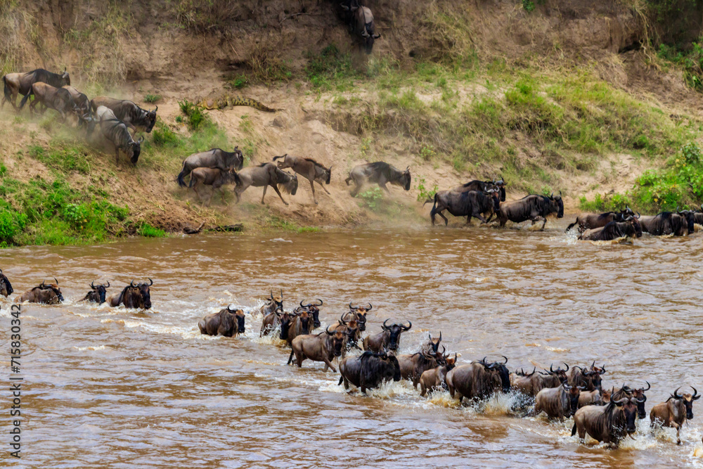 Wildebeest crossing the Mara river in Serengeti national park, Tanzania. Great migration Wildebeest crossing the Mara river in Serengeti national park, Tanzania. Great migration