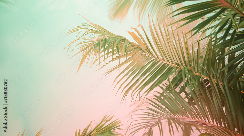 Palm tree leaves. Palm tree leaves.