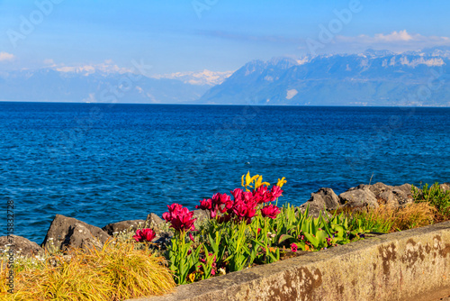 Beautiful colourful spring tulips on the background of Alps Mountains and Lake Geneva in Morges, Switzerland