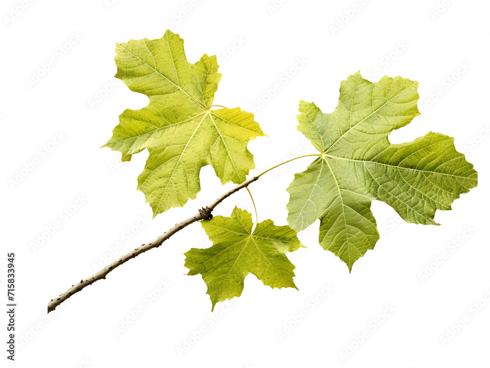 Sycamore on white background - Generative AI Sycamore on white background - Generative AI