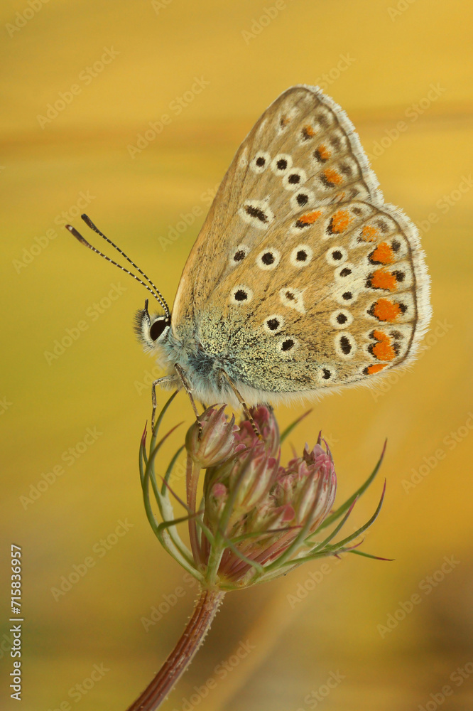 Vertical closeup on a colorful Icarus blue butterfly, Polyommatus icarus in the vegetation with closed wings Vertical closeup on a colorful Icarus blue butterfly, Polyommatus icarus in the vegetation with closed wings