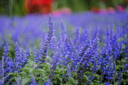 Salvia farinacea purple flowers blooming.Blue salvia flowers with green leaves.Outdoor soft focus on Blue salvia flower.